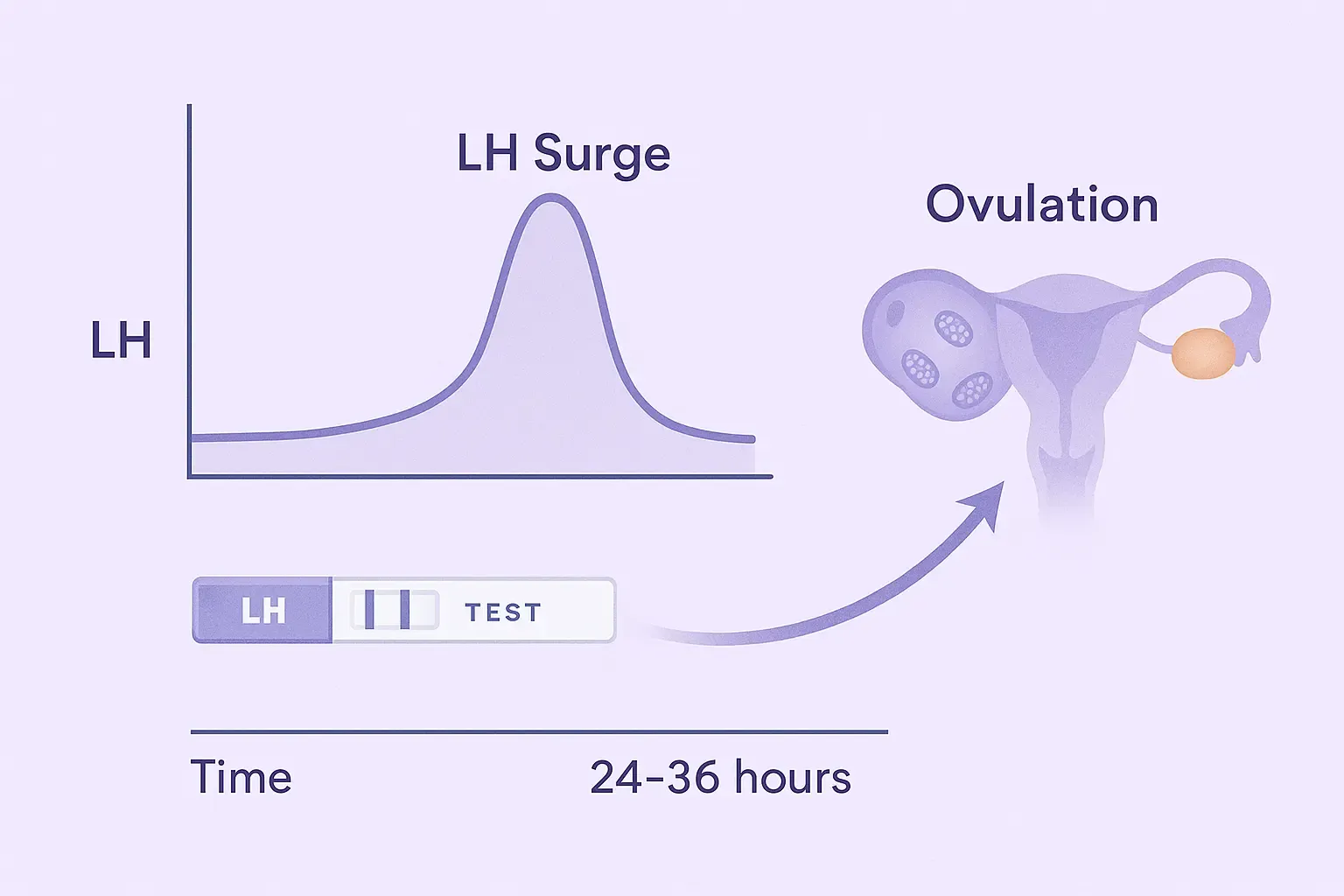 a graph with LH hormone levels rising to a peak on the left, connected by a curved timeline arrow to an ovary releasing an egg on the right.